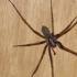 Warum lebt eine Spinne im Haus?