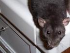 Warum träumt eine Frau von Ratten?