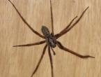 Warum lebt eine Spinne im Haus?